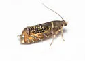 Glyphipterix quadragintapunctata - Hodges#2338