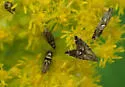 Glyphipterix saurodonta - Hodges#2343 - photo 4