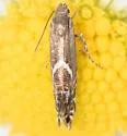Glyphipterix sistes - Hodges#2341.1 - photo 3