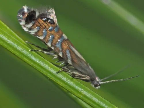 Glyphipterix thrasonella