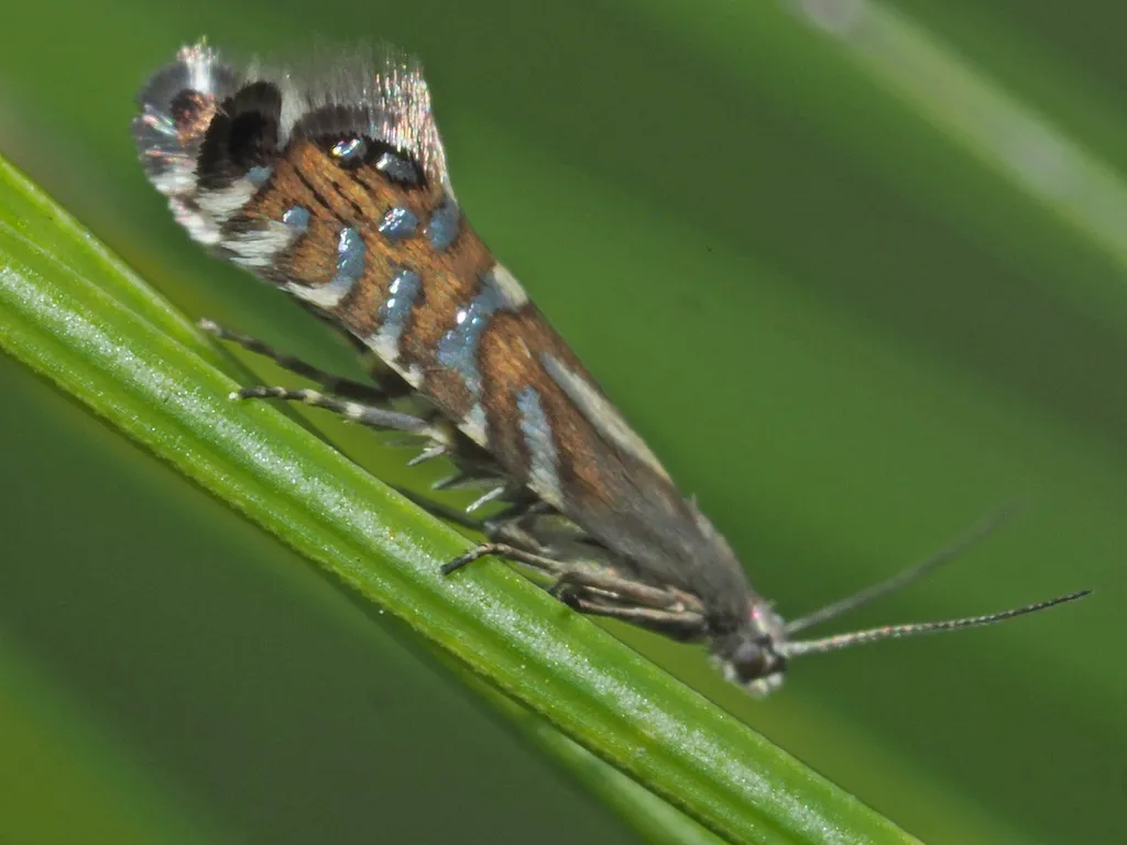 Glyphipterix thrasonella - photo 2