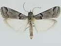 Glyphocystis viridivallis - Hodges#5765 - Glyphocystis viridivallis