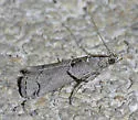 Glyphocystis viridivallis - Hodges#5765 - photo 2
