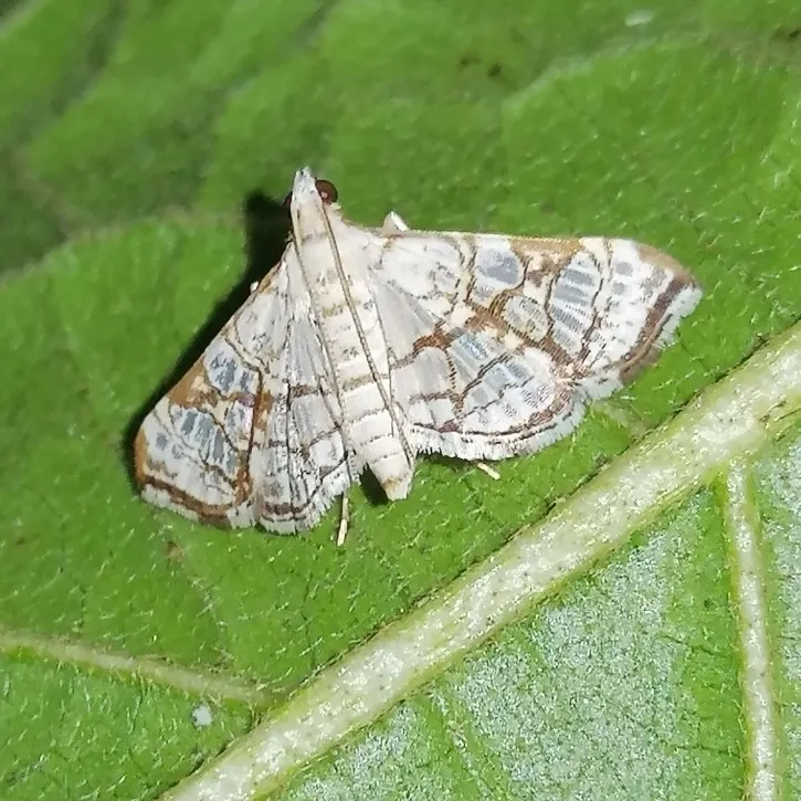 Glyphodes floridalis - Hodges#5199 - photo 2