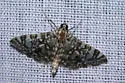 Glyphodes onychinalis - Hodges#5199.1