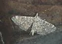 Glyphodes onychinalis - Hodges#5199.1 - photo 2