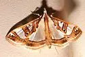Lesser Mulberry Snout Moth - Hodges#5197
