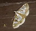 Lesser Mulberry Snout Moth - Hodges#5197 - photo 2