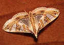 Lesser Mulberry Snout Moth - Hodges#5197 - photo 4