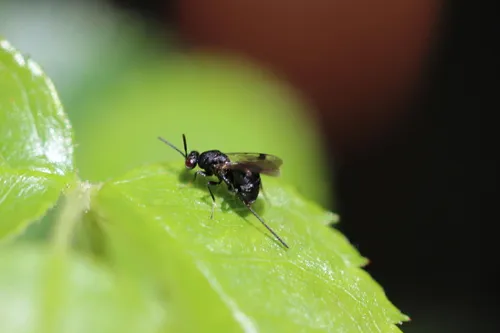 Glyphomerus stigma