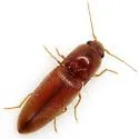 Glyphonyx bimarginatus