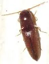 Glyphonyx bimarginatus - photo 2