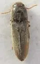 Glyphonyx bimarginatus - photo 3