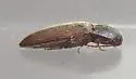 Glyphonyx bimarginatus - photo 4