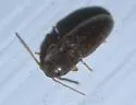 Glyphonyx bimarginatus - photo 5