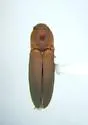 Glyphonyx brevistylus