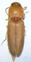 Glyphonyx brevistylus - photo 2
