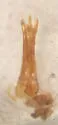 Glyphonyx ferruginosus - photo 3