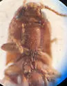 Glyphonyx ferruginosus - photo 4