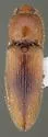 Glyphonyx helix - photo 4