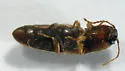 Glyphonyx inquinatus