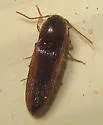 Glyphonyx inquinatus - photo 2