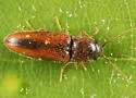 Glyphonyx inquinatus - photo 4