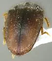 Glyphonyx inquinatus - photo 5
