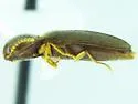 Glyphonyx kulashi - photo 3