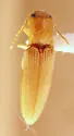 Glyphonyx mimeticus