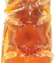 Glyphonyx nanus - photo 2