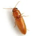 Glyphonyx nanus - photo 3