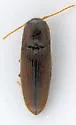 Glyphonyx quietus - photo 3