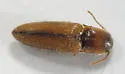 Glyphonyx recticollis