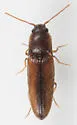 Glyphonyx recticollis - photo 2