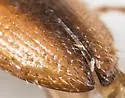Glyphonyx recticollis - photo 3
