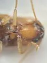 Glyphonyx recticollis - photo 4