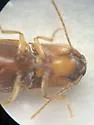 Glyphonyx recticollis - photo 5