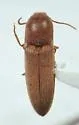 Glyphonyx rhopalacanthus