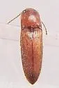 Glyphonyx testaceus - photo 2