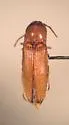 Glyphonyx testaceus - photo 3