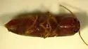Glyphonyx testaceus - photo 4