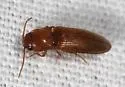 Glyphonyx testaceus - photo 5