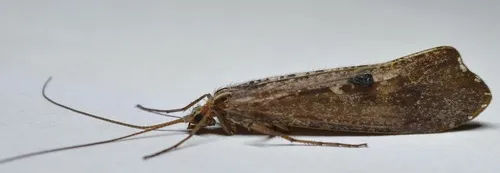Glyphopsyche irrorata - photo 2