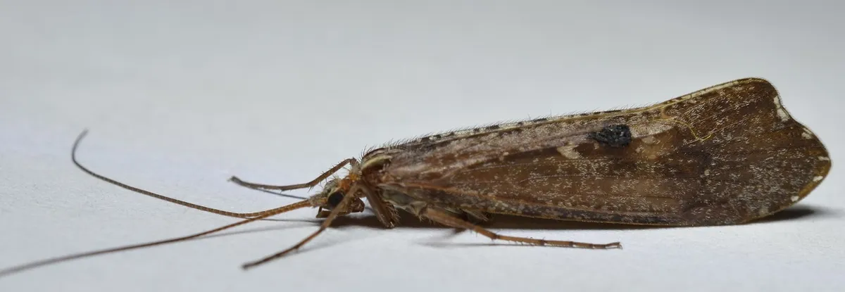 Glyphopsyche irrorata - photo 3