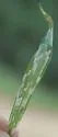 Glyphuroplata pluto - photo 3