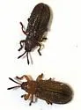 Glyphuroplata uniformis