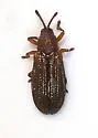 Glyphuroplata uniformis - photo 2