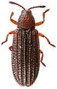 Glyphuroplata uniformis - photo 3
