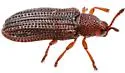 Glyphuroplata uniformis - photo 4